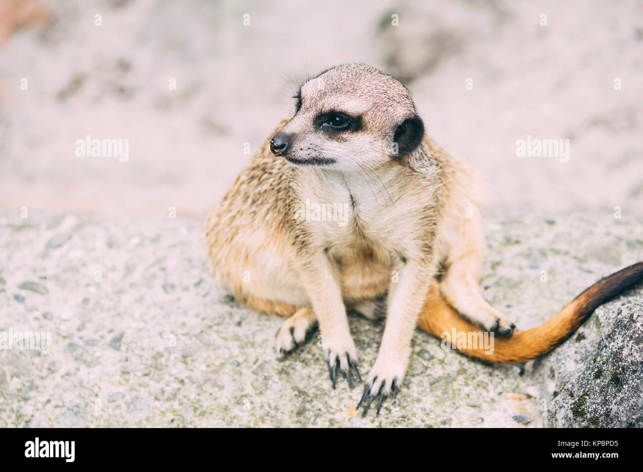 Petit meerkat suricate ou assis sur un rocher Banque D'Images