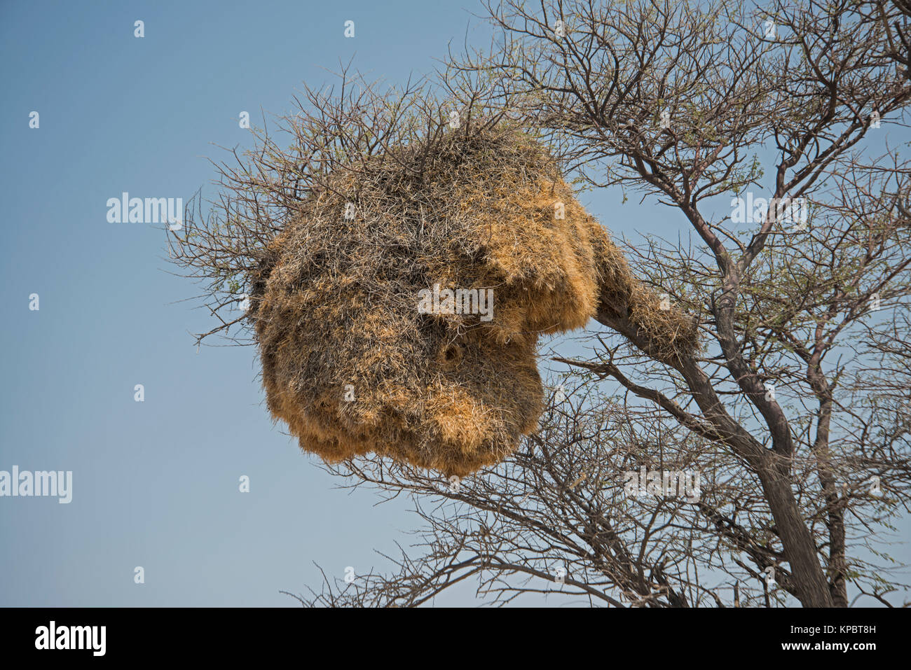 Sociable Weaver Bird : Philetairus socius. Etosha, Namibie. Nid. Banque D'Images