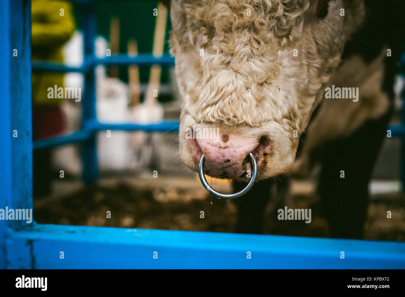 Producteur bull tribal avec un anneau à l'avant dans le stylo sur la ferme,  de l'agriculture, l'élevage Photo Stock - Alamy