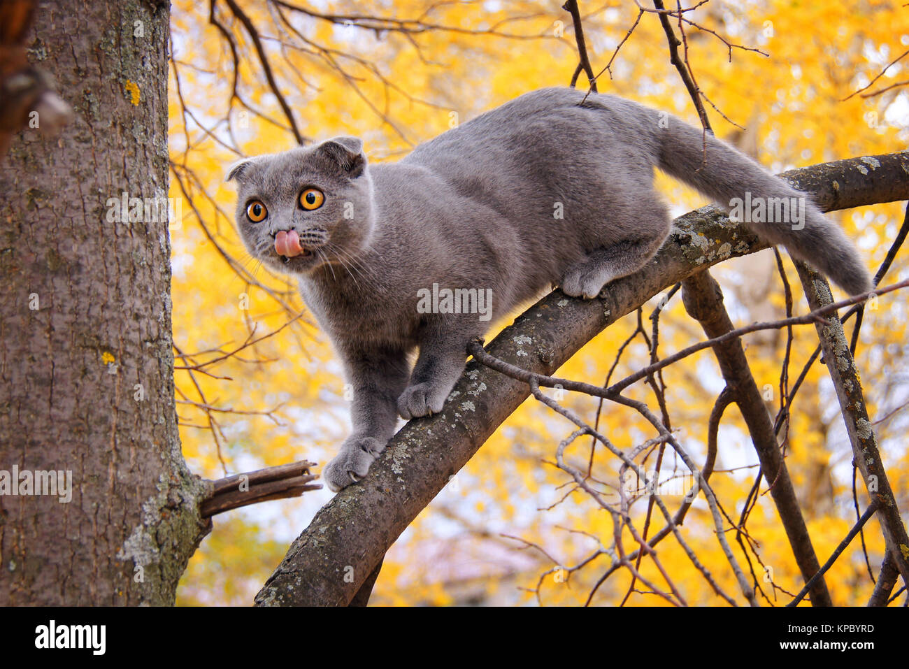 Chat Scottish Fold Banque D'Images