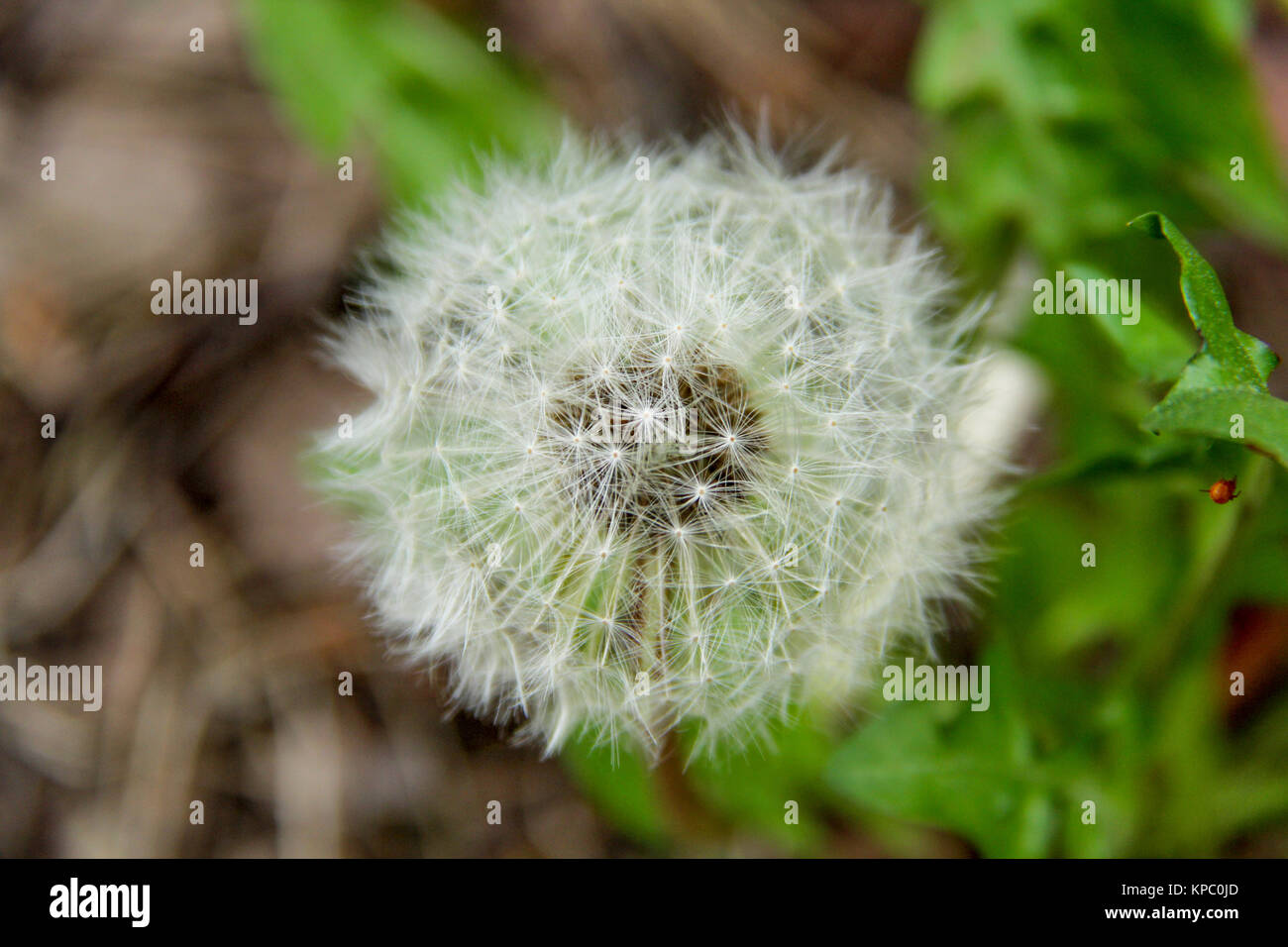 Pissenlit Blanc Duvet Le Pissenlit Resume Tranquille Libre Art Fond Le Pissenlit Blanc Air Belle Fleur Meadow Photo Stock Alamy