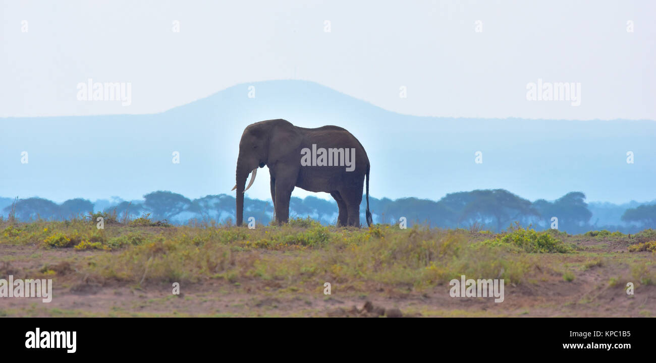 Le Kenya est une destination touristique de premier choix en Afrique de l'Est. Célèbre pour la faune et la beauté naturelle. Elephant bull et blue mountain à Amboseli Banque D'Images