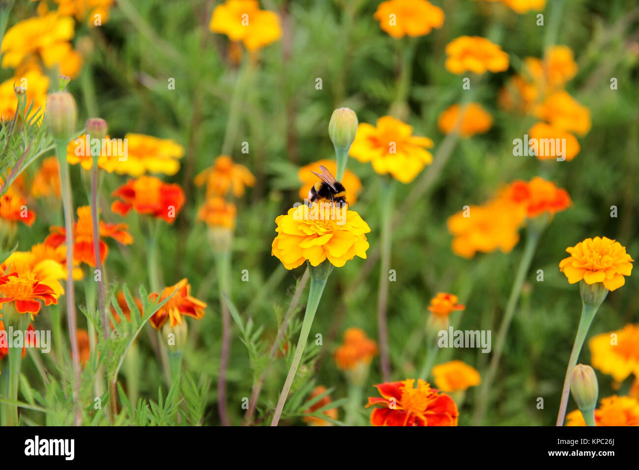Les bourdons abeilles boire le nectar de fleurs fleurs de tagète Banque D'Images