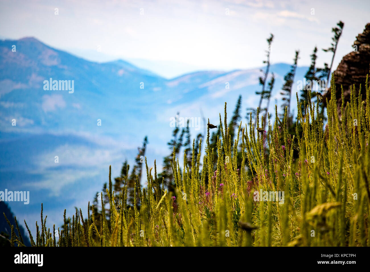 Oiseau perché sur l'Herbe côté montagne Banque D'Images