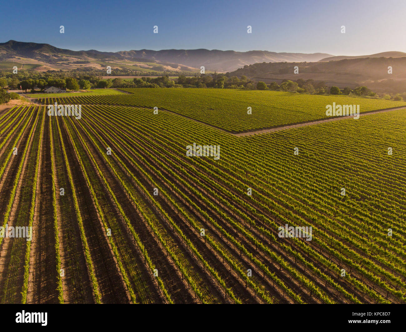 Vue aérienne d'un vignoble dans la vallée de Santa Ynez de Californie Banque D'Images