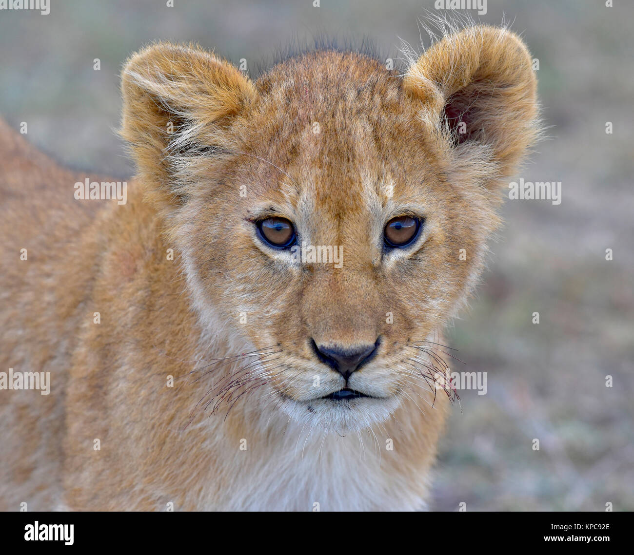 Le Kenya est une destination touristique de premier choix en Afrique de l'Est. Célèbre pour la faune et la beauté naturelle. Banque D'Images