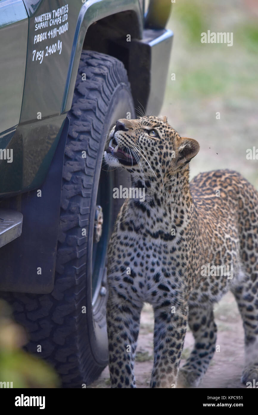 Le Kenya est une destination touristique de premier choix en Afrique de l'Est. Célèbre pour la faune et la beauté naturelle. Les jeunes leopard cub sniffer Banque D'Images