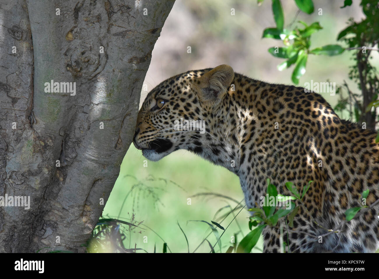 Le Kenya est une destination touristique de premier choix en Afrique de l'Est. Célèbre pour la faune et la beauté naturelle. Les jeunes leopard cub sniffer Banque D'Images