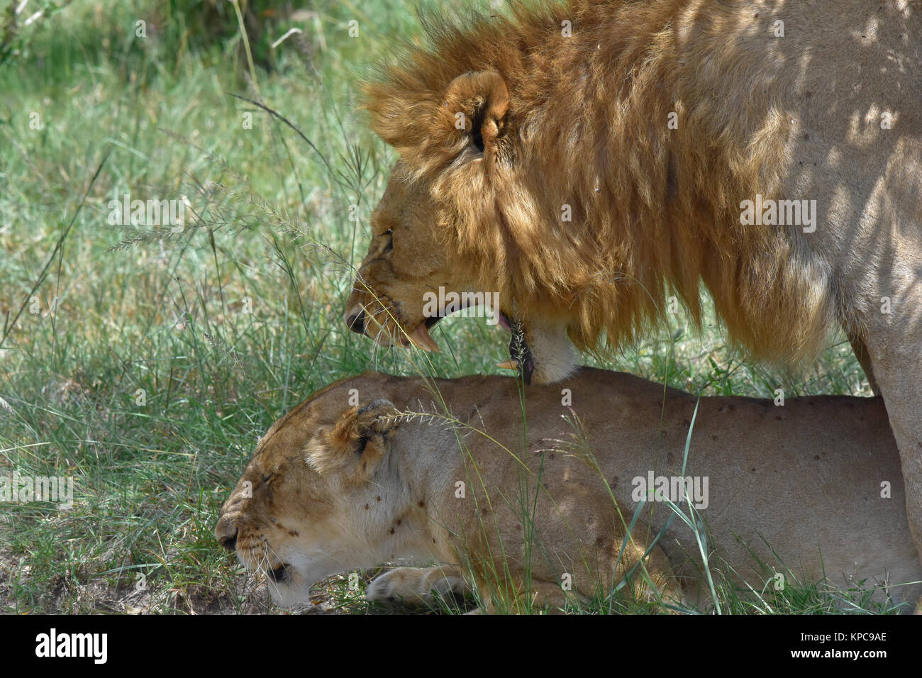 Le Kenya est une destination touristique de premier choix en Afrique de l'Est. Célèbre pour la faune et la beauté naturelle. Les lions d'accouplement Banque D'Images
