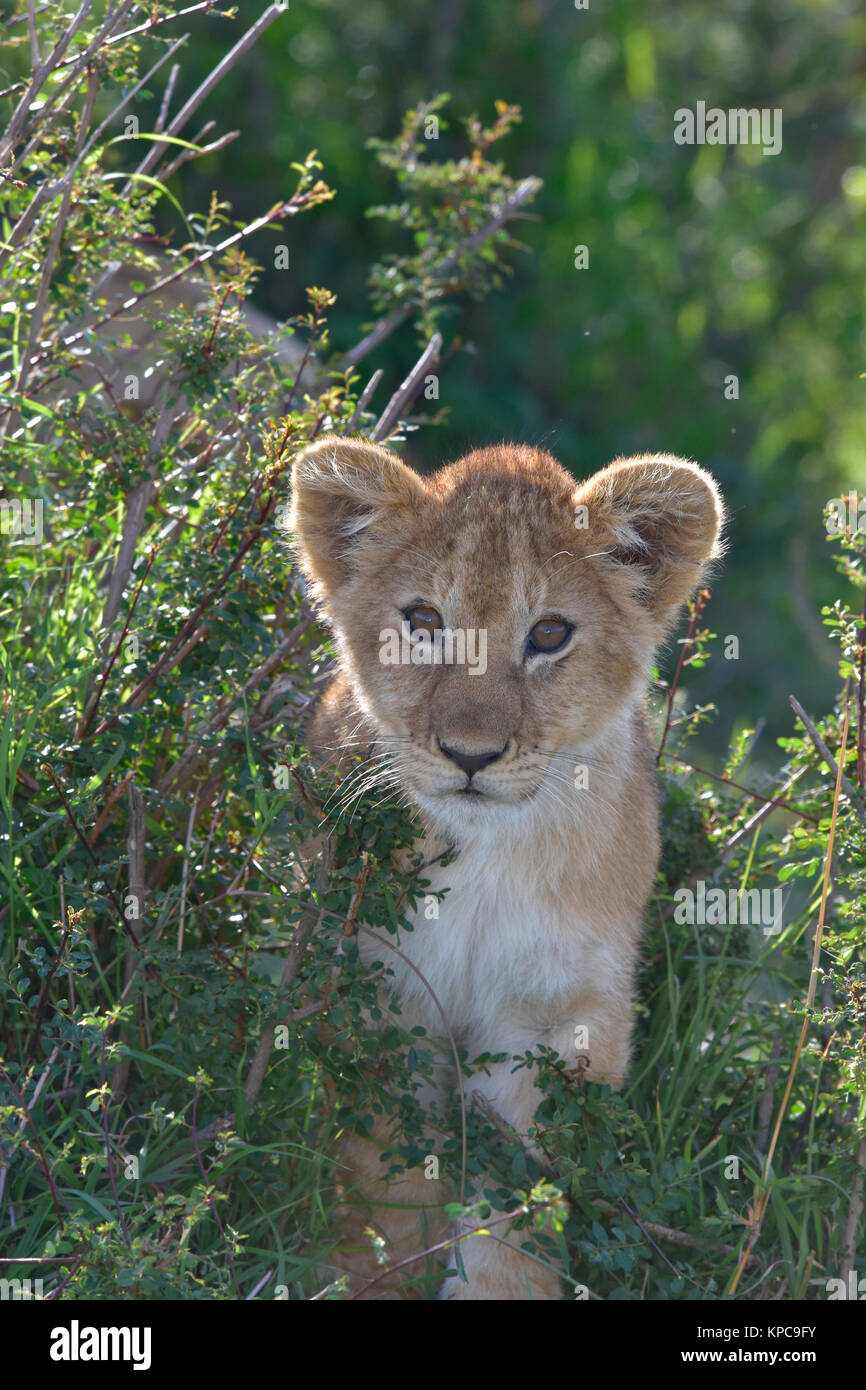 Le Kenya est une destination touristique de premier choix en Afrique de l'Est. Célèbre pour la faune et la beauté naturelle. Banque D'Images