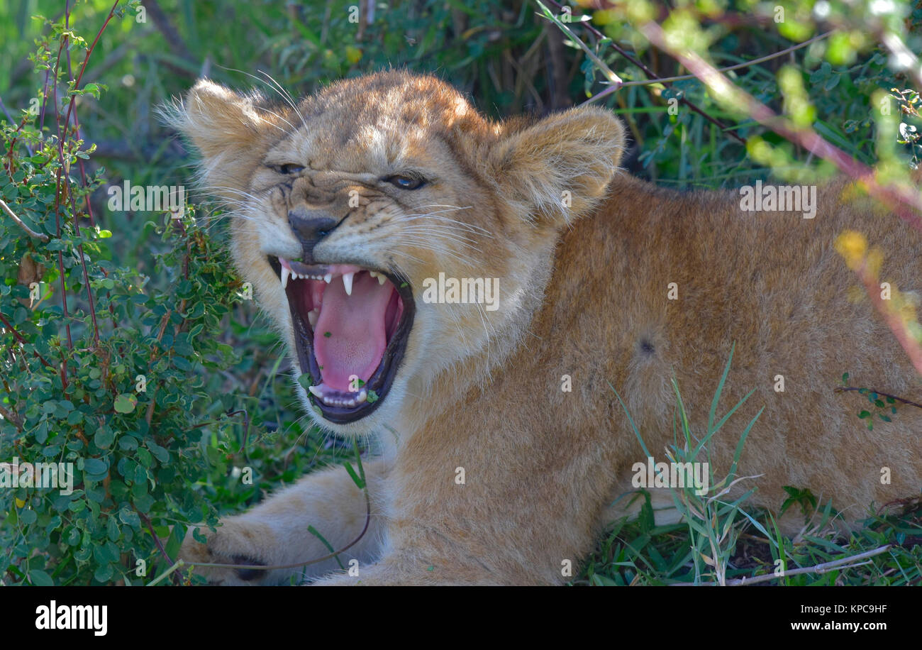 Le Kenya est une destination touristique de premier choix en Afrique de l'Est. Célèbre pour la faune et la beauté naturelle. Lion cub yawnng Banque D'Images