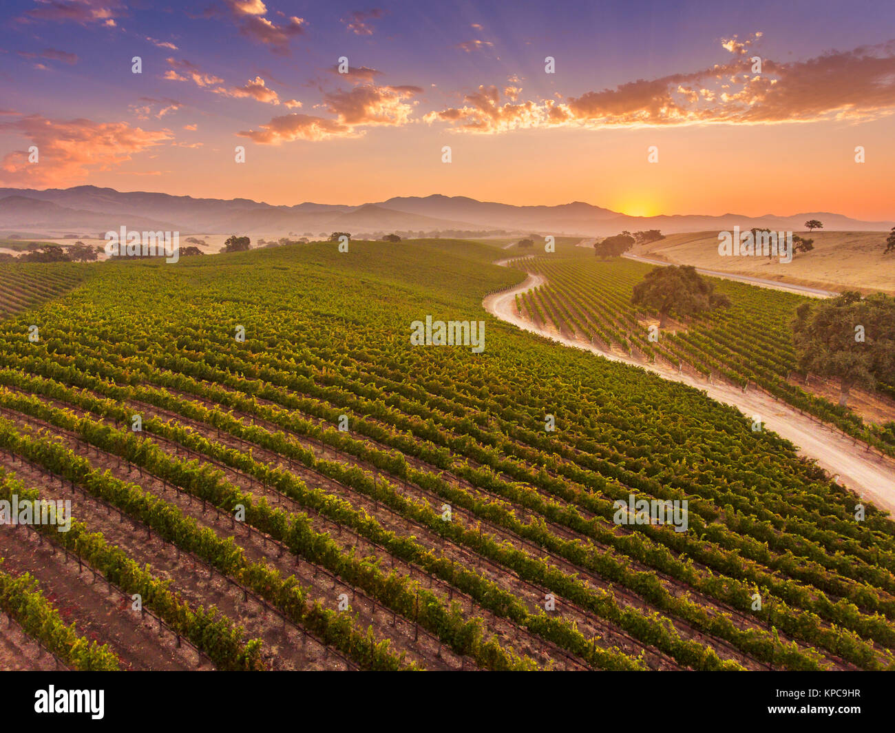 Vue aérienne de la vigne au lever du soleil, Santa Ynez Valley, Californie Banque D'Images