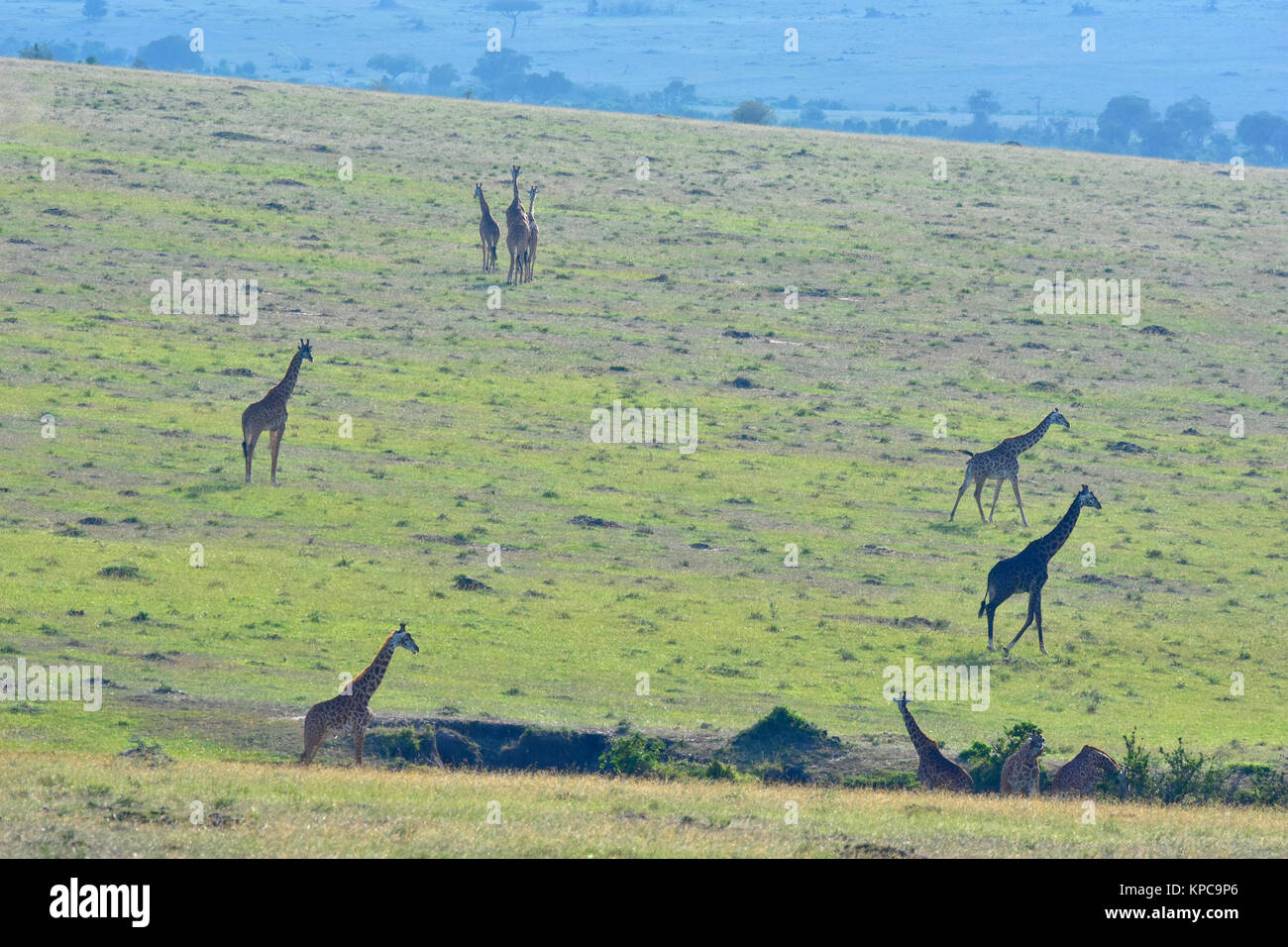 Le Kenya est une destination touristique de premier choix en Afrique de l'Est. Célèbre pour la faune et la beauté naturelle. Famille girafe sur les plaines d'herbe Banque D'Images