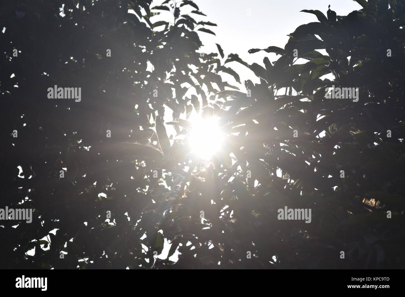 Le soleil illumine sa lumière du trou des feuilles et branches d'arbre. Banque D'Images