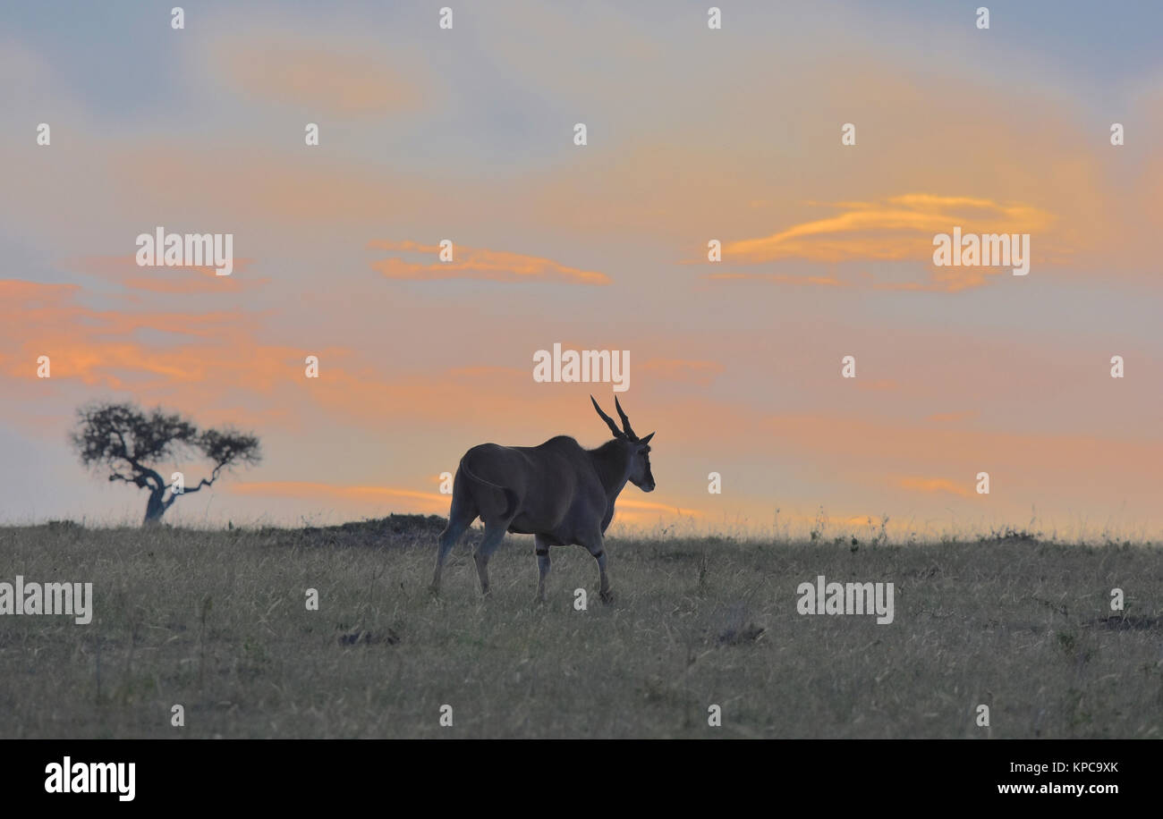 Le Kenya est une destination touristique de premier choix en Afrique de l'Est. Célèbre pour la faune et la beauté naturelle. Éland au coucher du soleil Banque D'Images