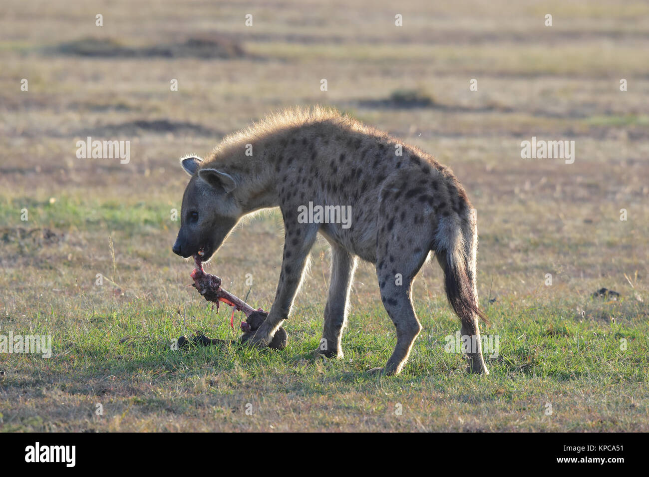 Le Kenya est une destination touristique de premier choix en Afrique de l'Est. Célèbre pour la faune et la beauté naturelle. Banque D'Images
