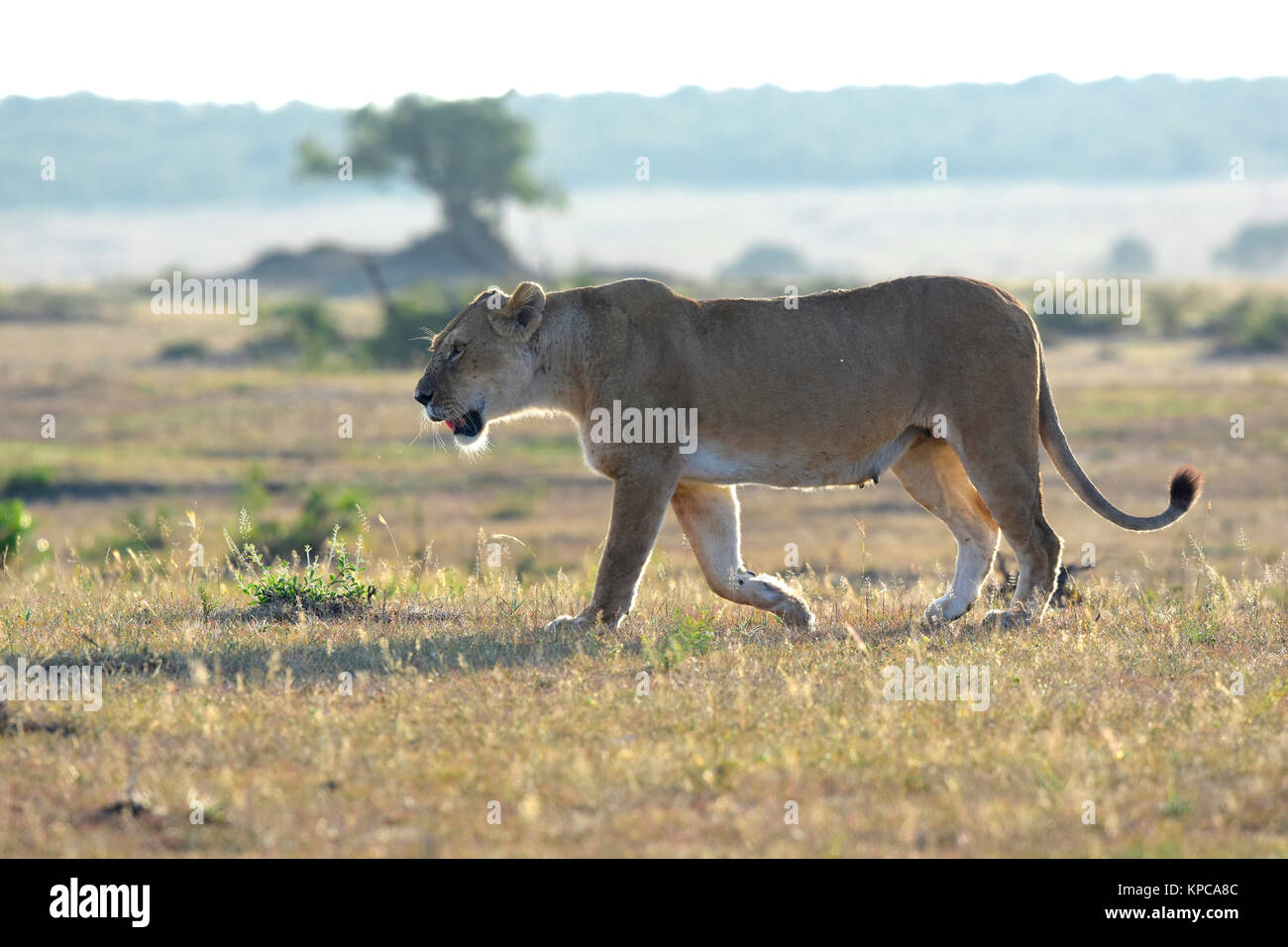Le Kenya est une destination touristique de premier choix en Afrique de l'Est. Célèbre pour la faune et la beauté naturelle. Banque D'Images
