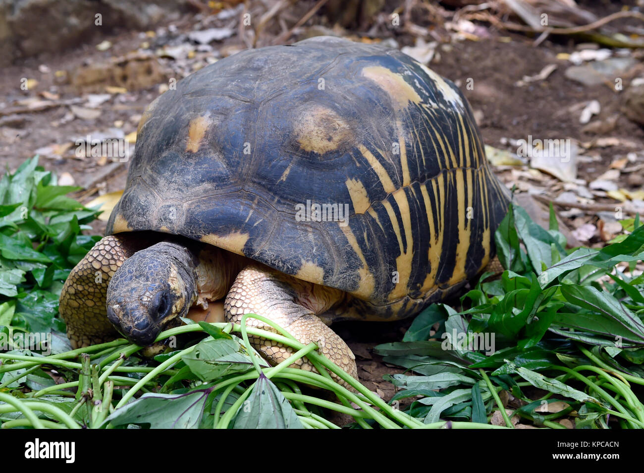 Tortue rayonnée (Astrochelys radiata), Nosy Komba, Madagascar Banque D'Images