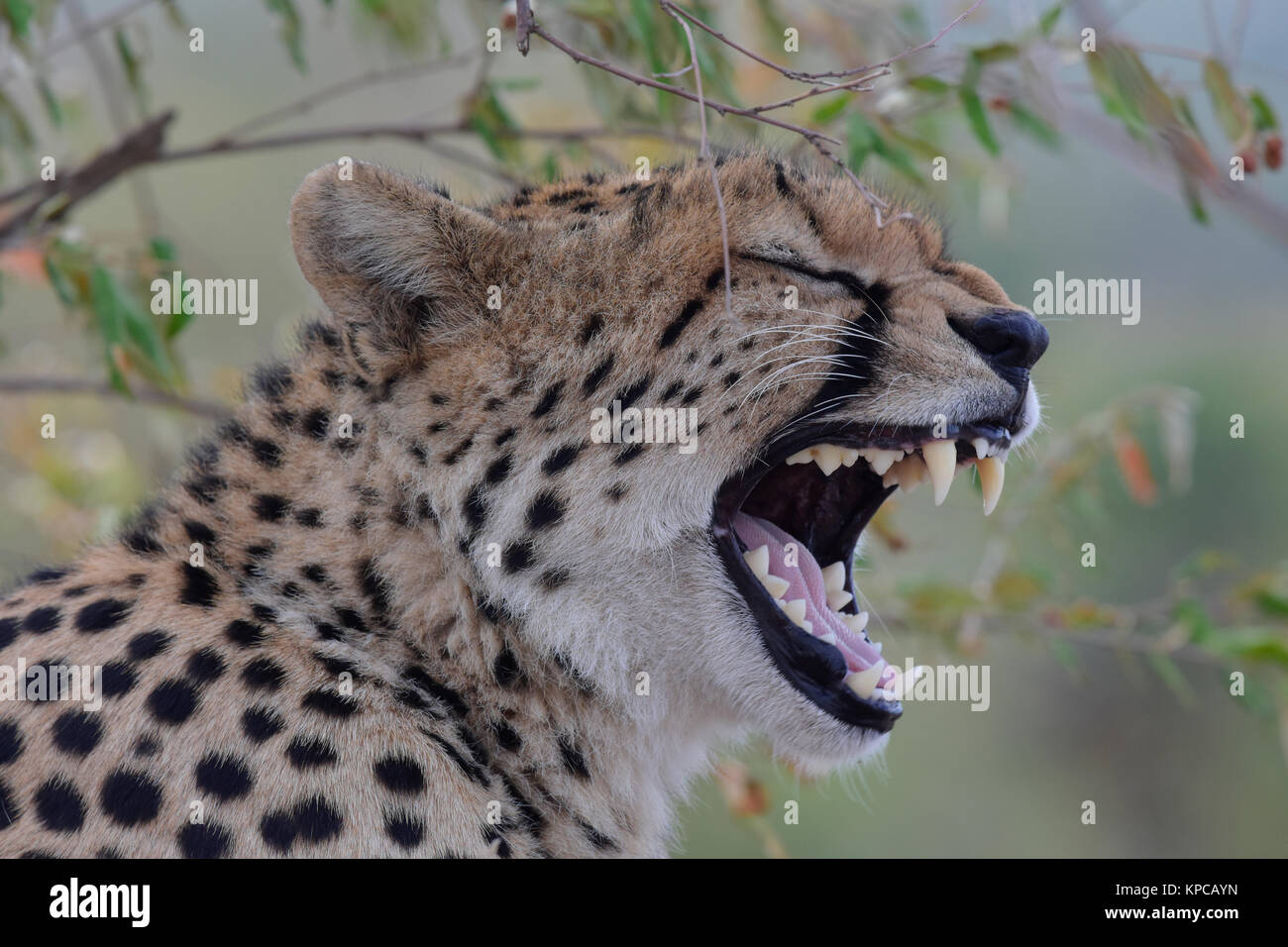 Le Kenya est une destination touristique de premier choix en Afrique de l'Est. Célèbre pour la faune et la beauté naturelle. Portraits de Cheetah Banque D'Images