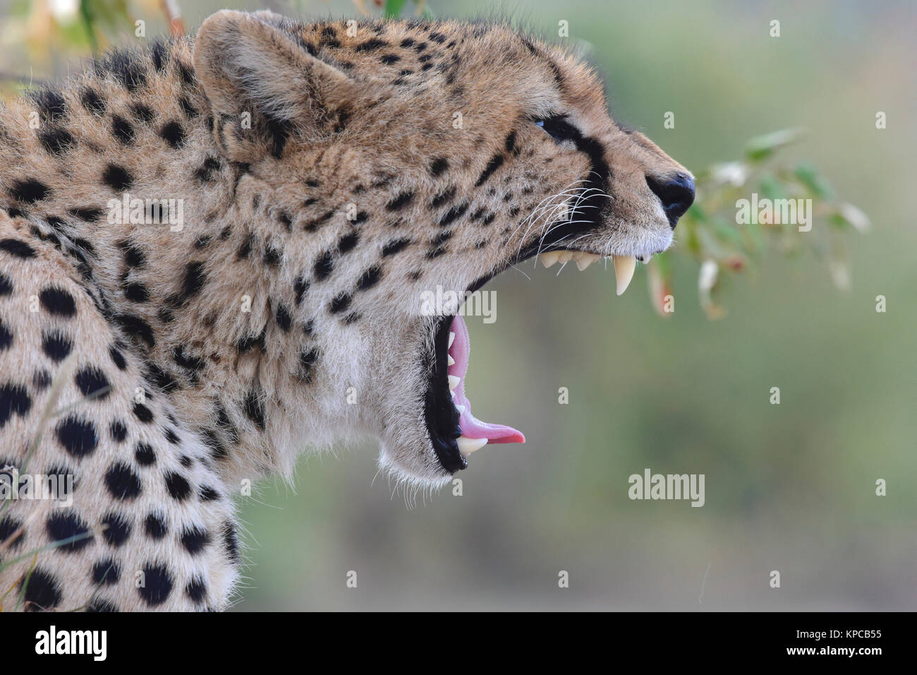 Le Kenya est une destination touristique de premier choix en Afrique de l'Est. Célèbre pour la faune et la beauté naturelle. Portraits de Cheetah Banque D'Images