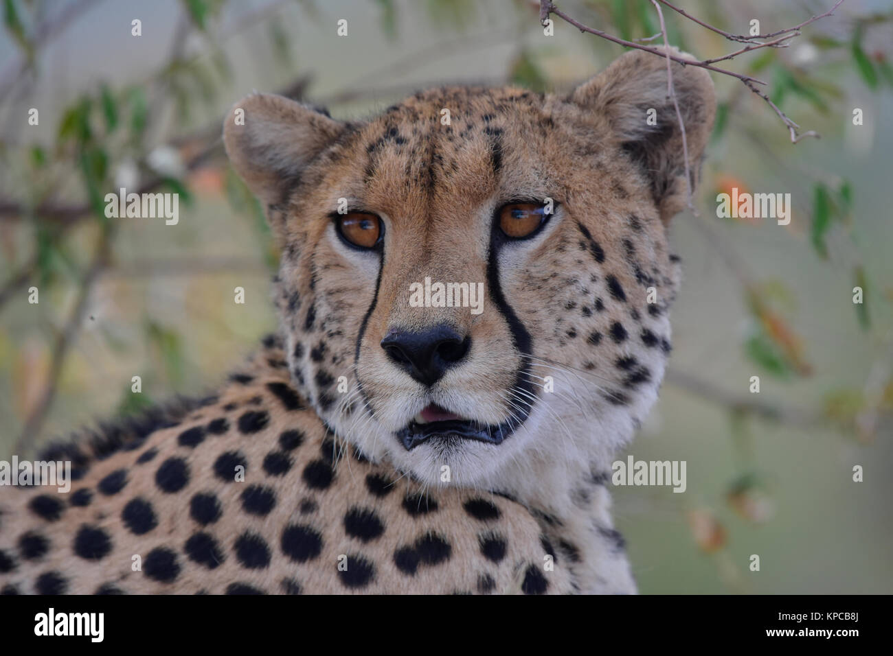 Le Kenya est une destination touristique de premier choix en Afrique de l'Est. Célèbre pour la faune et la beauté naturelle. Portraits de Cheetah Banque D'Images