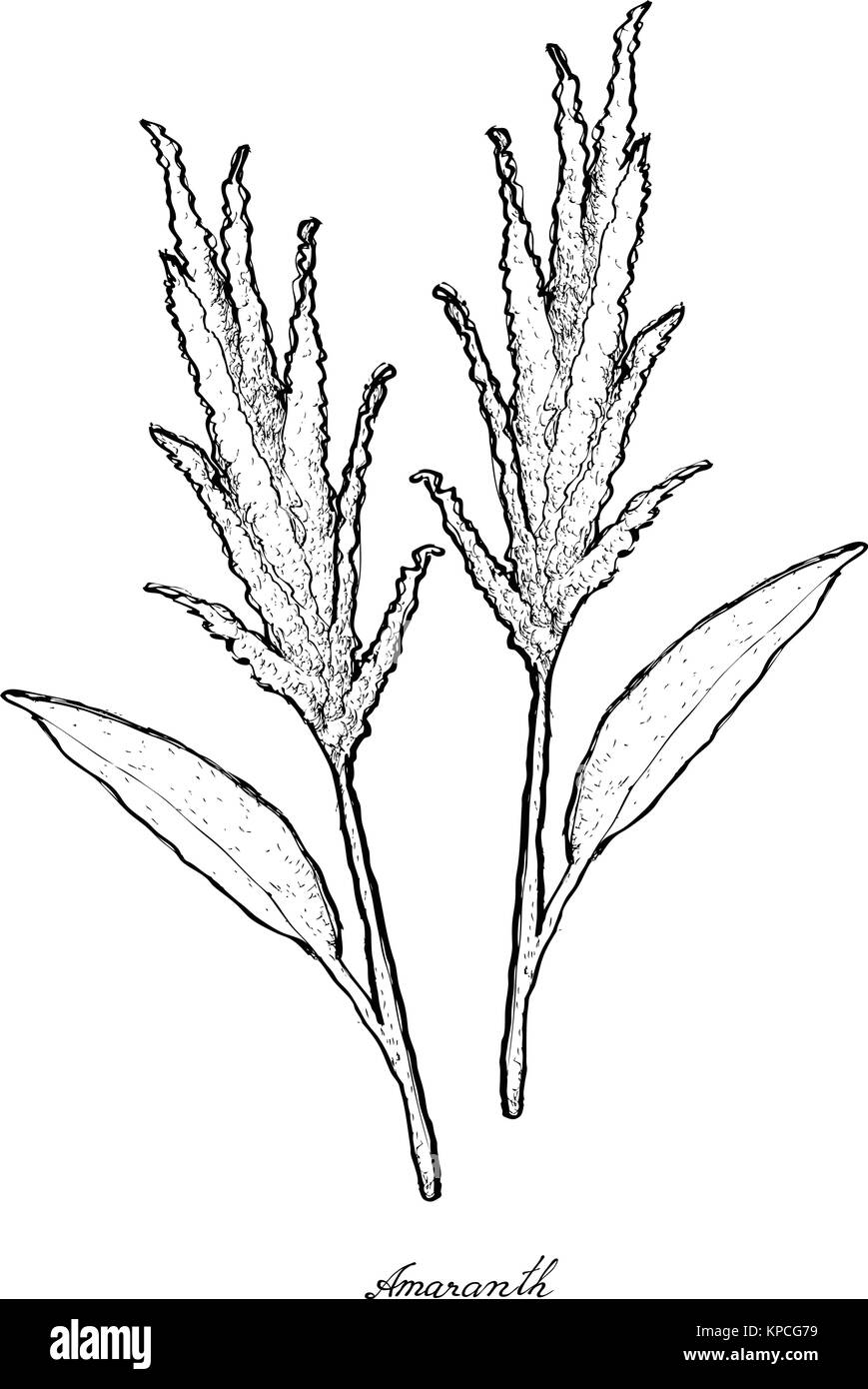 Salade de légumes, Illustration de croquis à main Delicious Fresh green amaranth ou Amaranthus Plantes isolé sur fond blanc. Illustration de Vecteur
