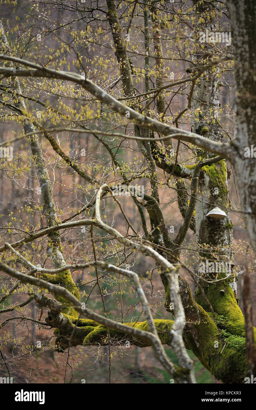 Printemps des arbres dans le parc. Feuille d'avril. Banque D'Images