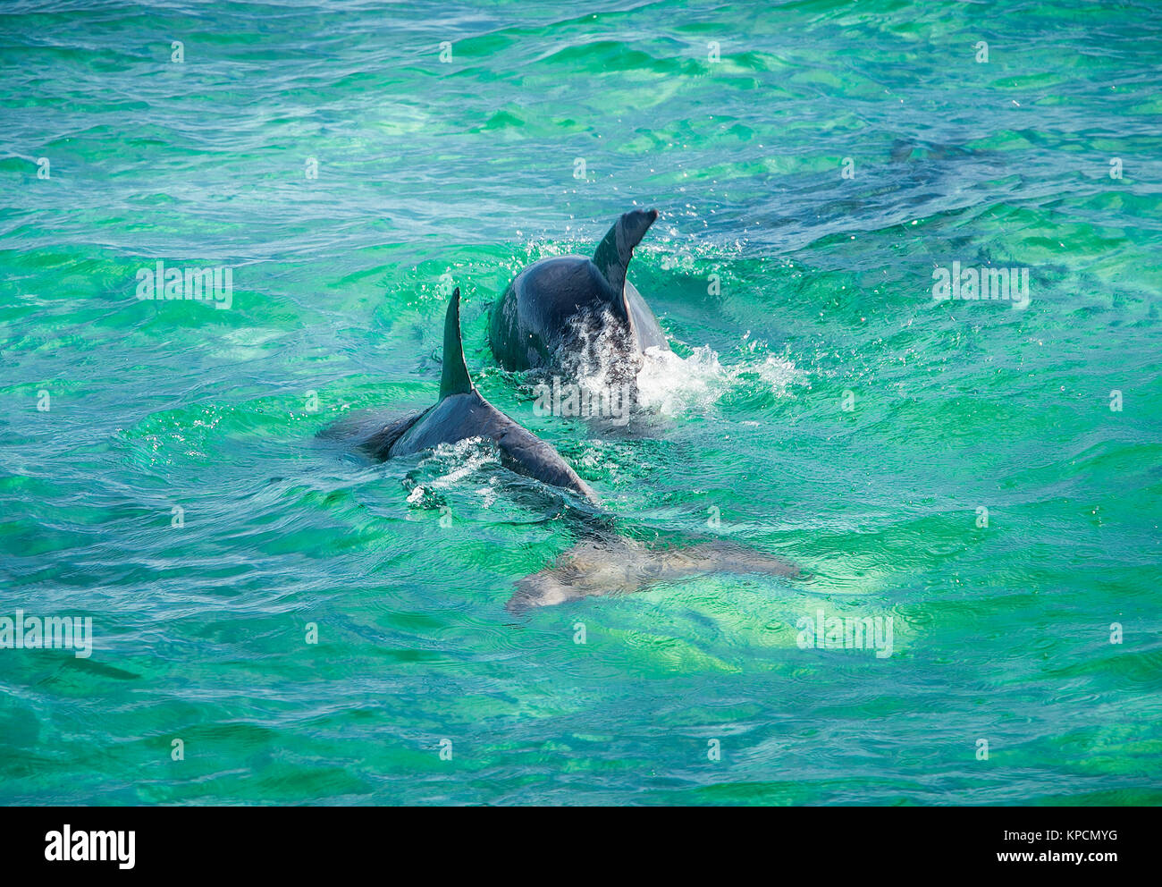 Le saut du dauphin dans l'eau turquoise près de l'île de San Pedro, Belize. Banque D'Images