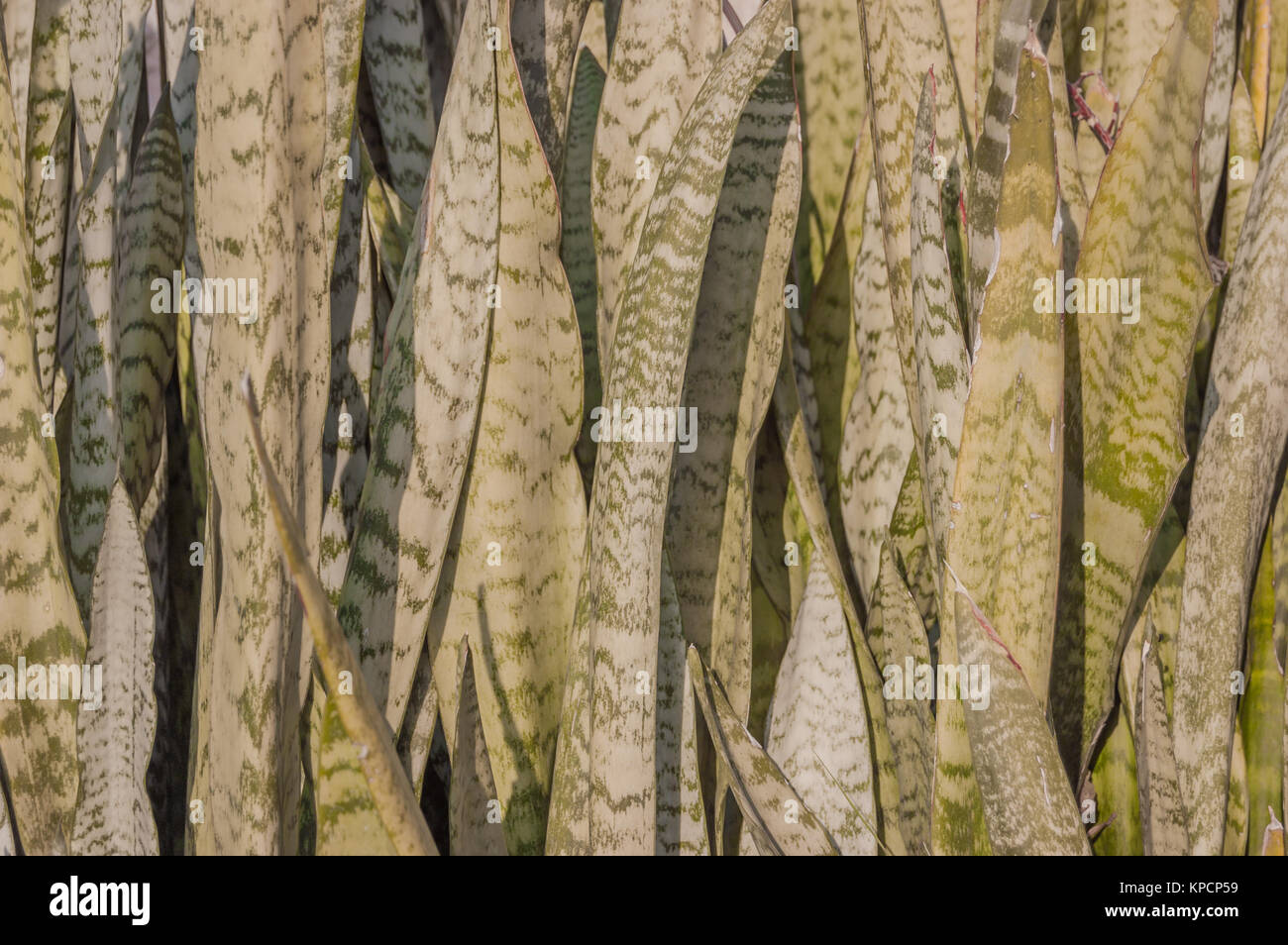 Sansevieria trifasciata, Viper's bowstring hemp ou serpent, plante, belle-mère de la langue ou de Saint George's sword, houseplant en vue rapprochée Banque D'Images