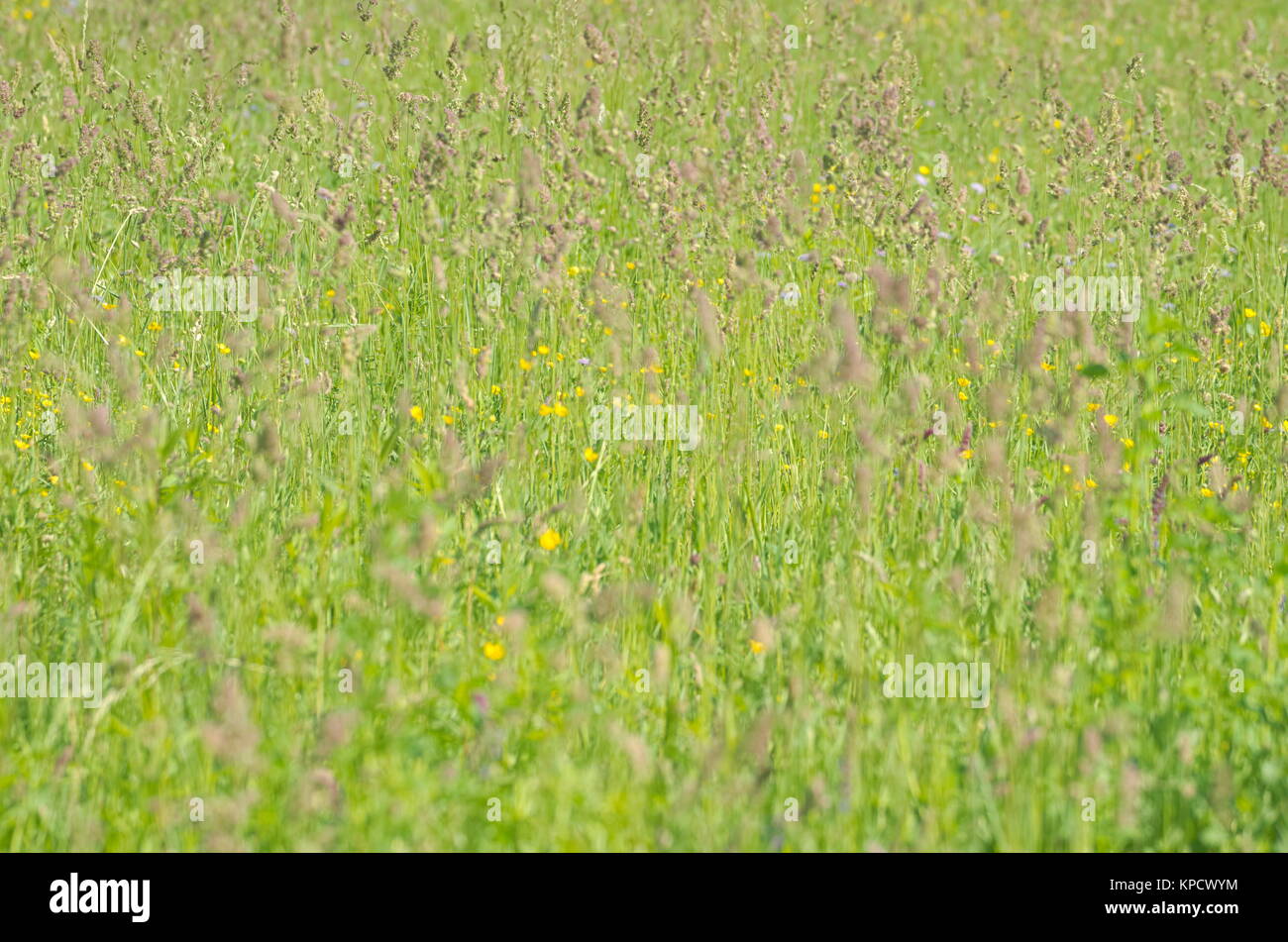 Printemps vert prairie avec des fleurs jaunes closeup Banque D'Images