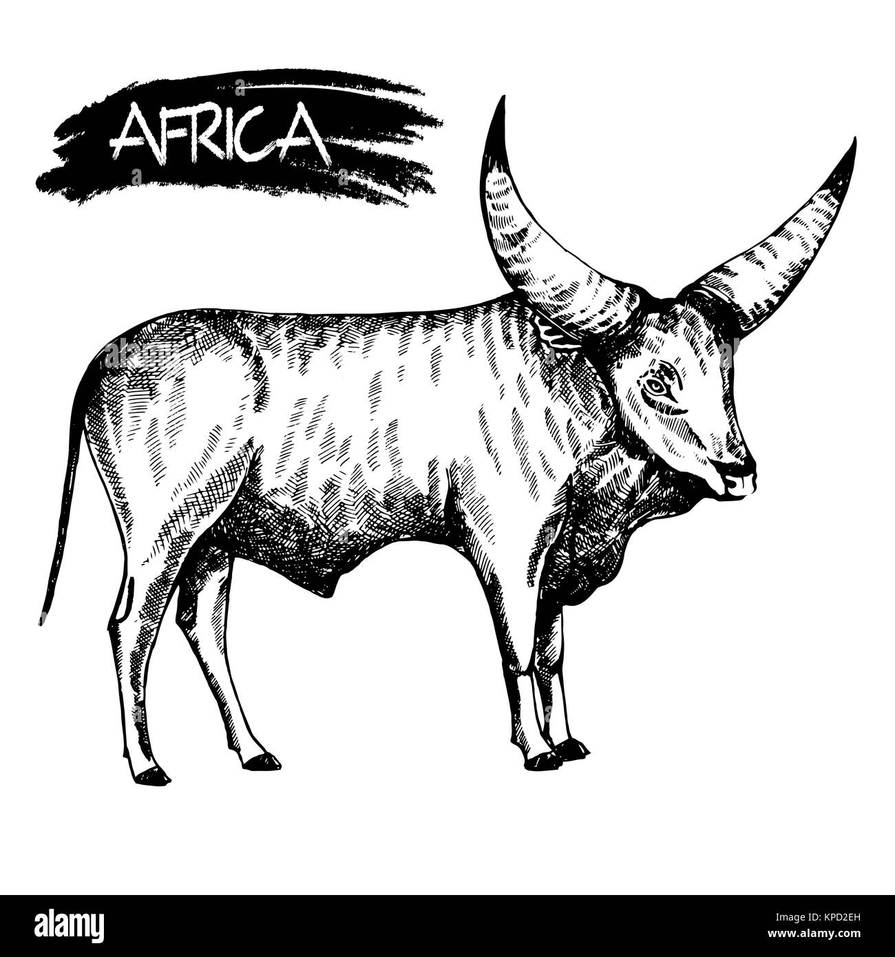 Style croquis dessinés à la main, les bovins Watusi. Vector illustration isolé sur fond blanc. Illustration de Vecteur