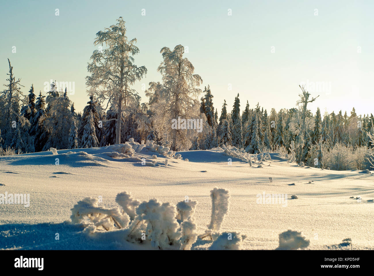 Compensation couverte de neige dans une forêt de conifères, avec les arbres gelés et l'herbe au premier plan recouvert d'une épaisse couche de cristaux de glace, sur une cle Banque D'Images