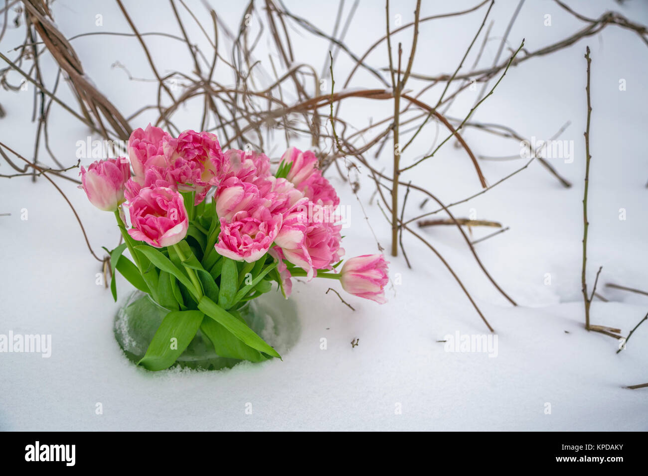 Les fleurs fraîches dans la neige Banque D'Images