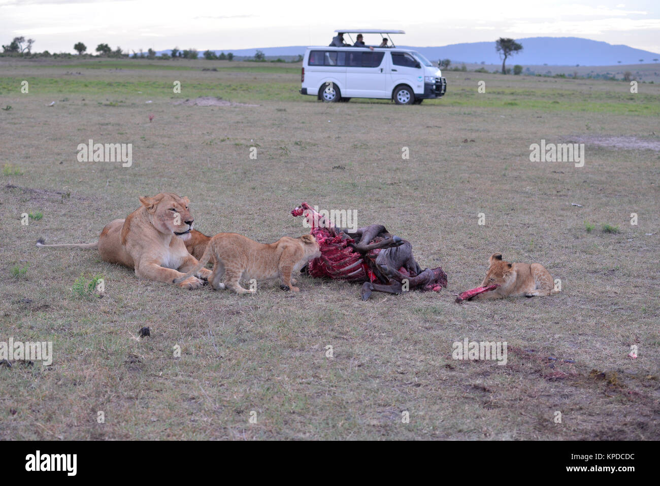 Le visionnement de jeu et bus lionne d'oursons avec kill Banque D'Images