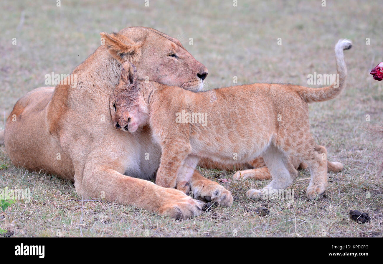 La faune de Maasai Mara, Kenya. Lionne avec oursons Banque D'Images