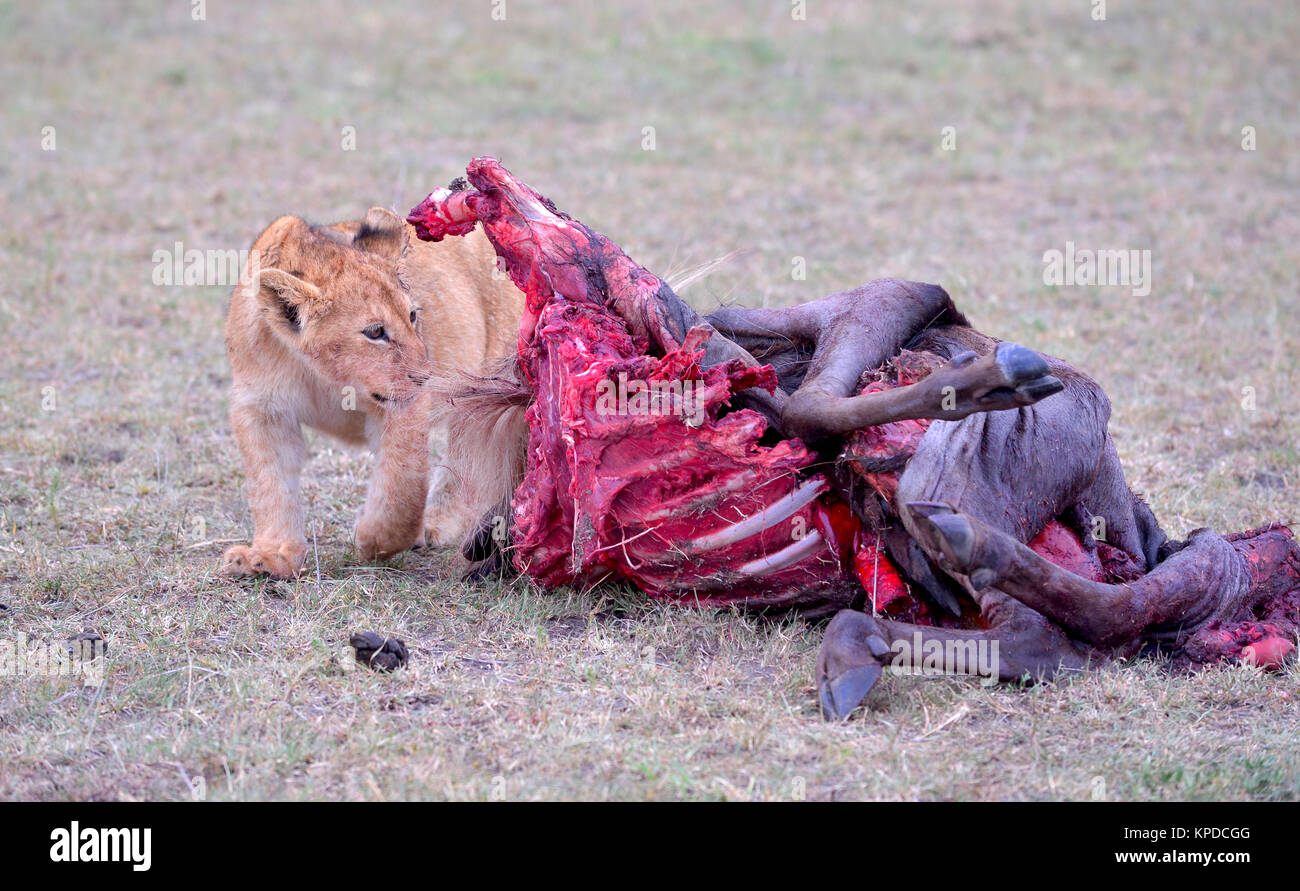 La faune de Maasai Mara, Kenya. Lionne avec oursons Banque D'Images