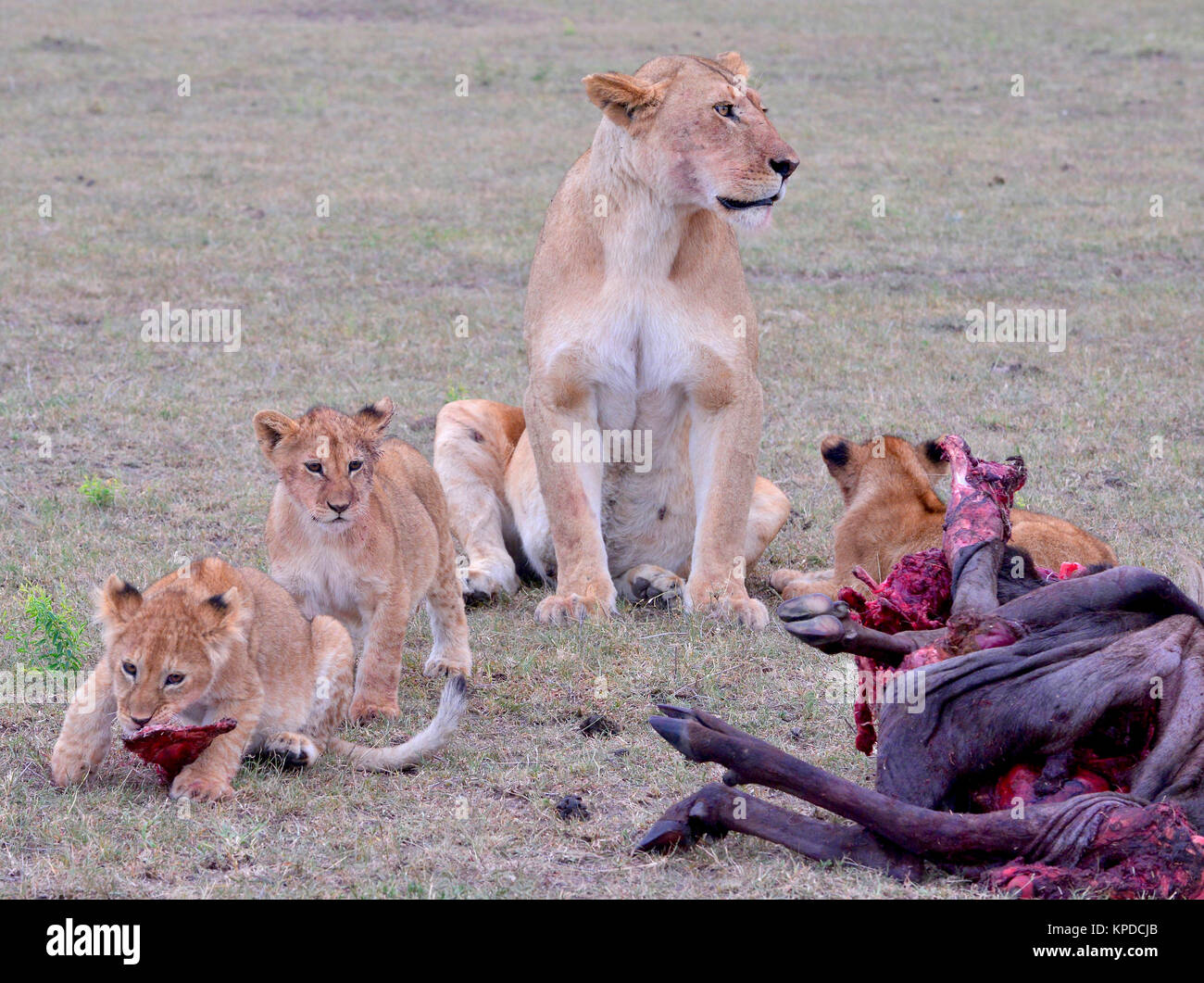 La faune de Maasai Mara, Kenya. Lionne avec oursons Banque D'Images