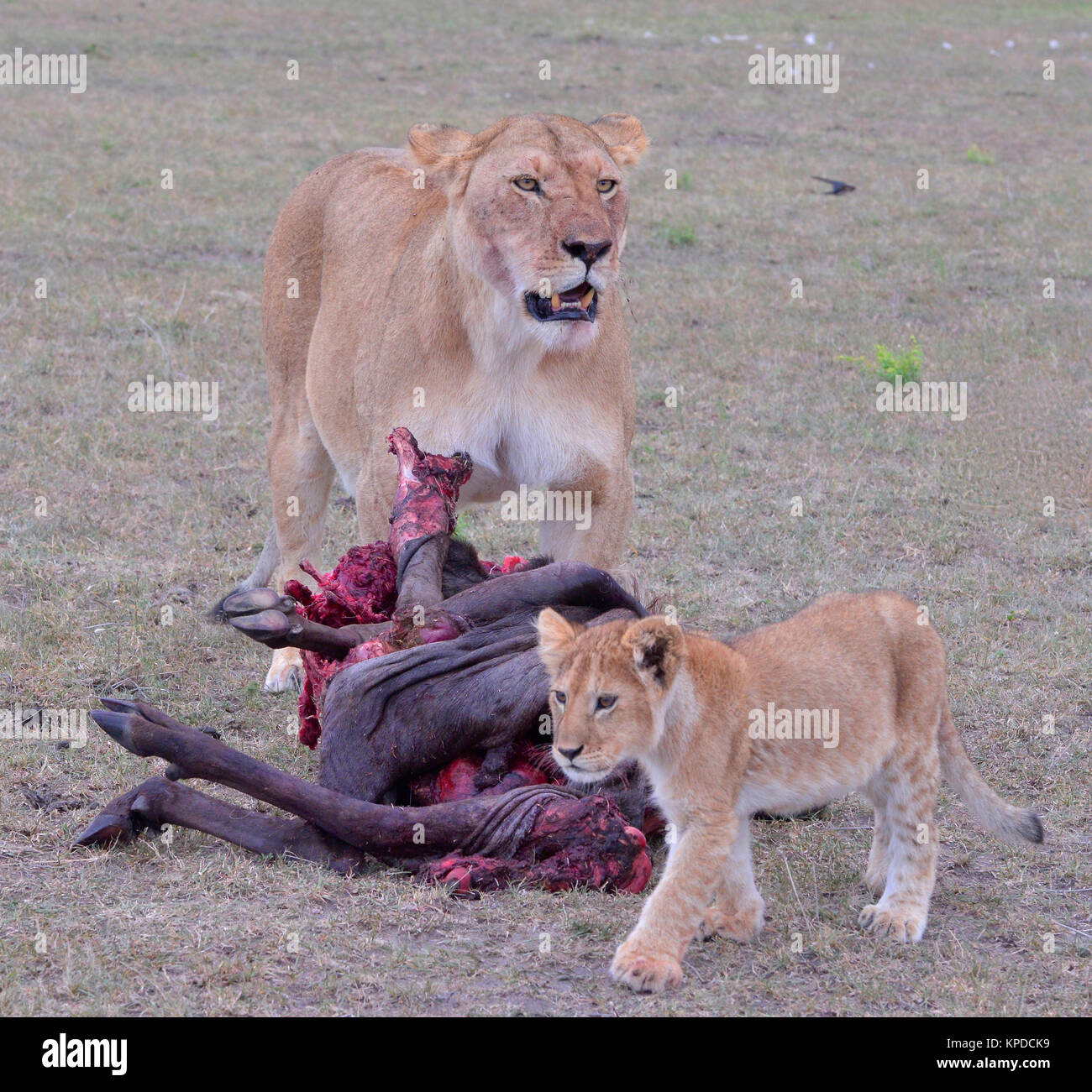 La faune de Maasai Mara, Kenya. Lionne avec oursons Banque D'Images