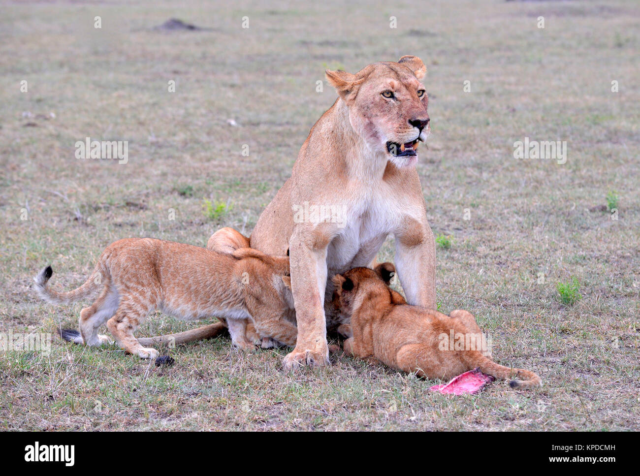 La faune de Maasai Mara, Kenya. Lionne avec oursons Banque D'Images