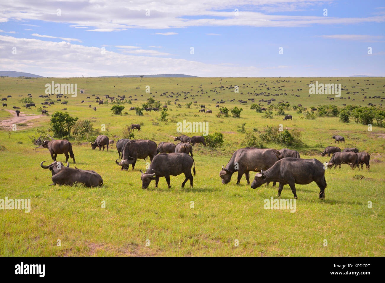 La faune de Maasai Mara, Kenya. Le troupeau de bisons sur l'herbe verte. Banque D'Images