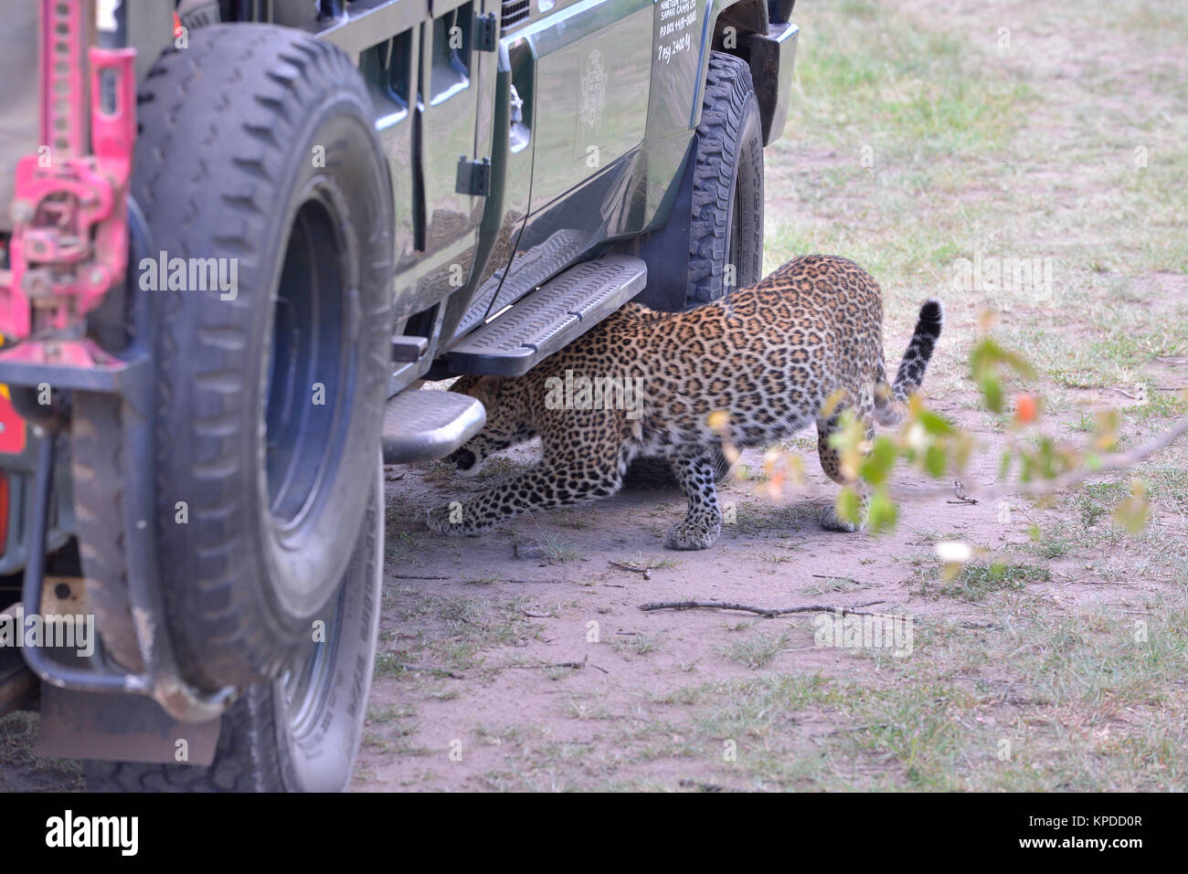 La faune de Maasai Mara, Kenya. Leopard se cachant sous véhicule safari Banque D'Images