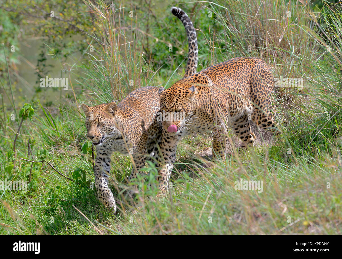 Leopard dans Masai Mara game reserve, Kenya Banque D'Images