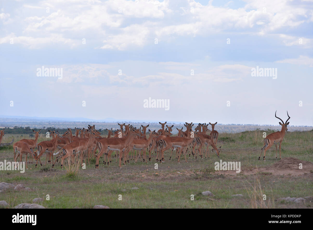 La faune de Maasai Mara, Kenya. Troupeau Impala sur skyline Banque D'Images