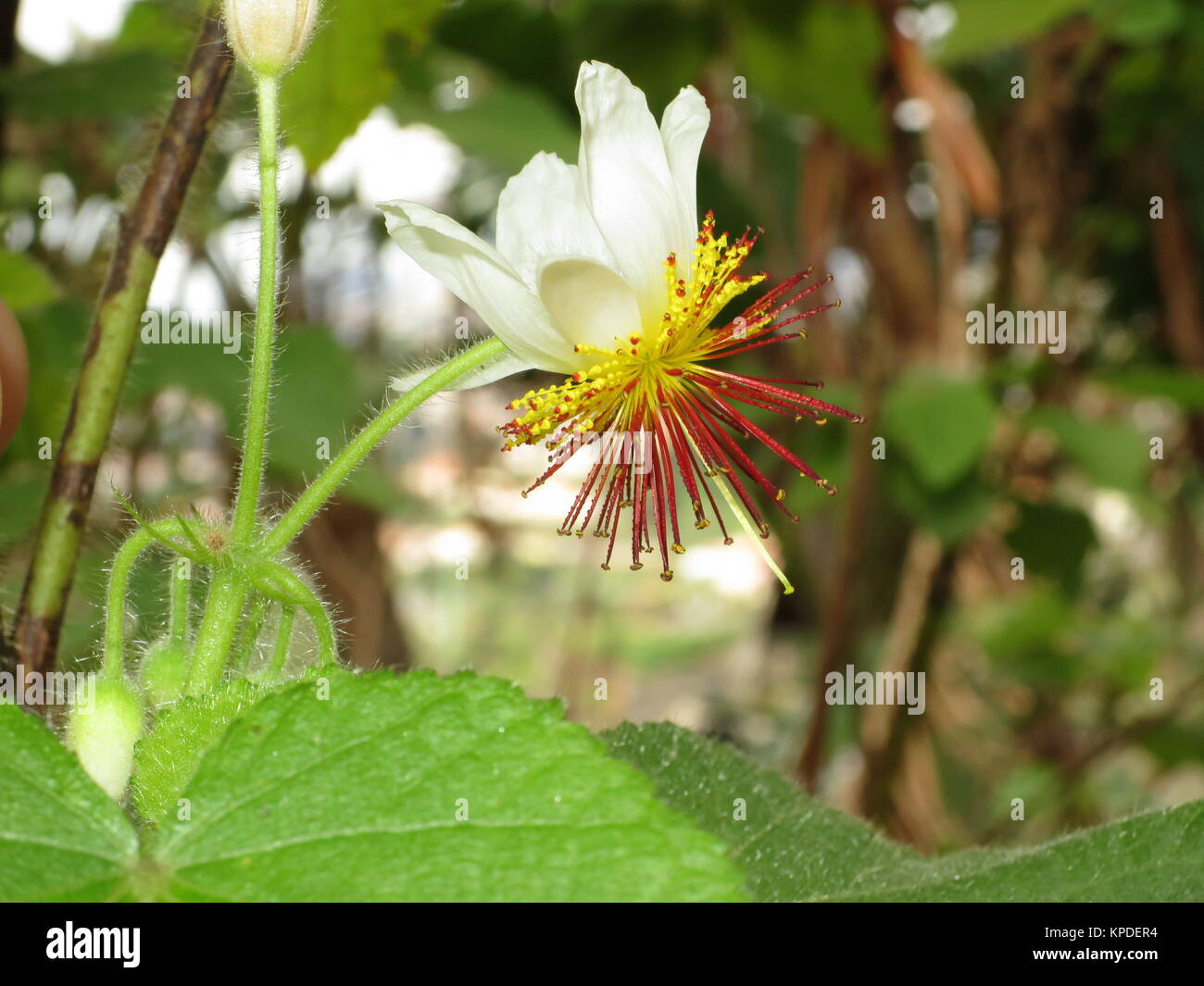 Sparrmannia africana (Sparrmannia africana) Banque D'Images