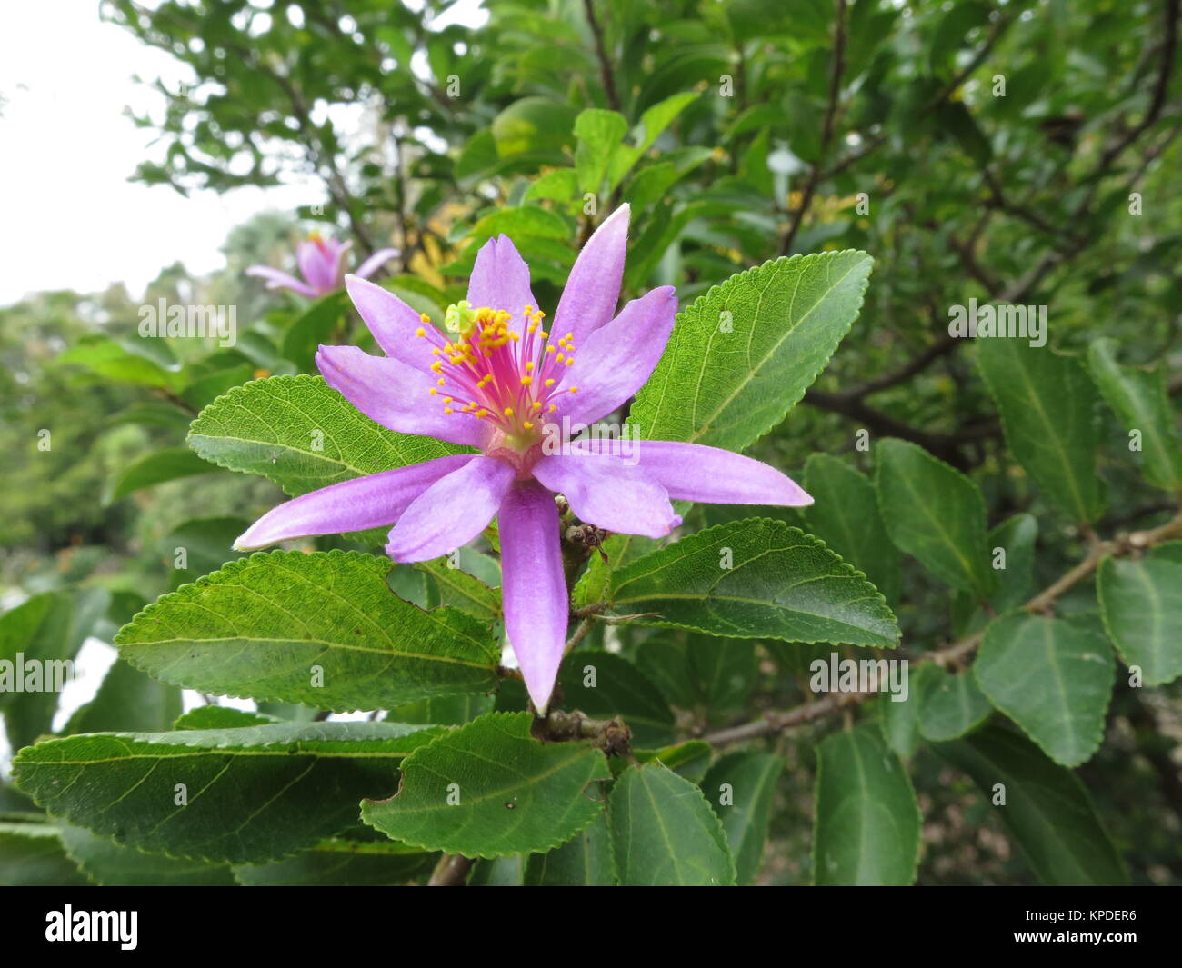 Star lavande fleur (grewia occidentalis) Banque D'Images