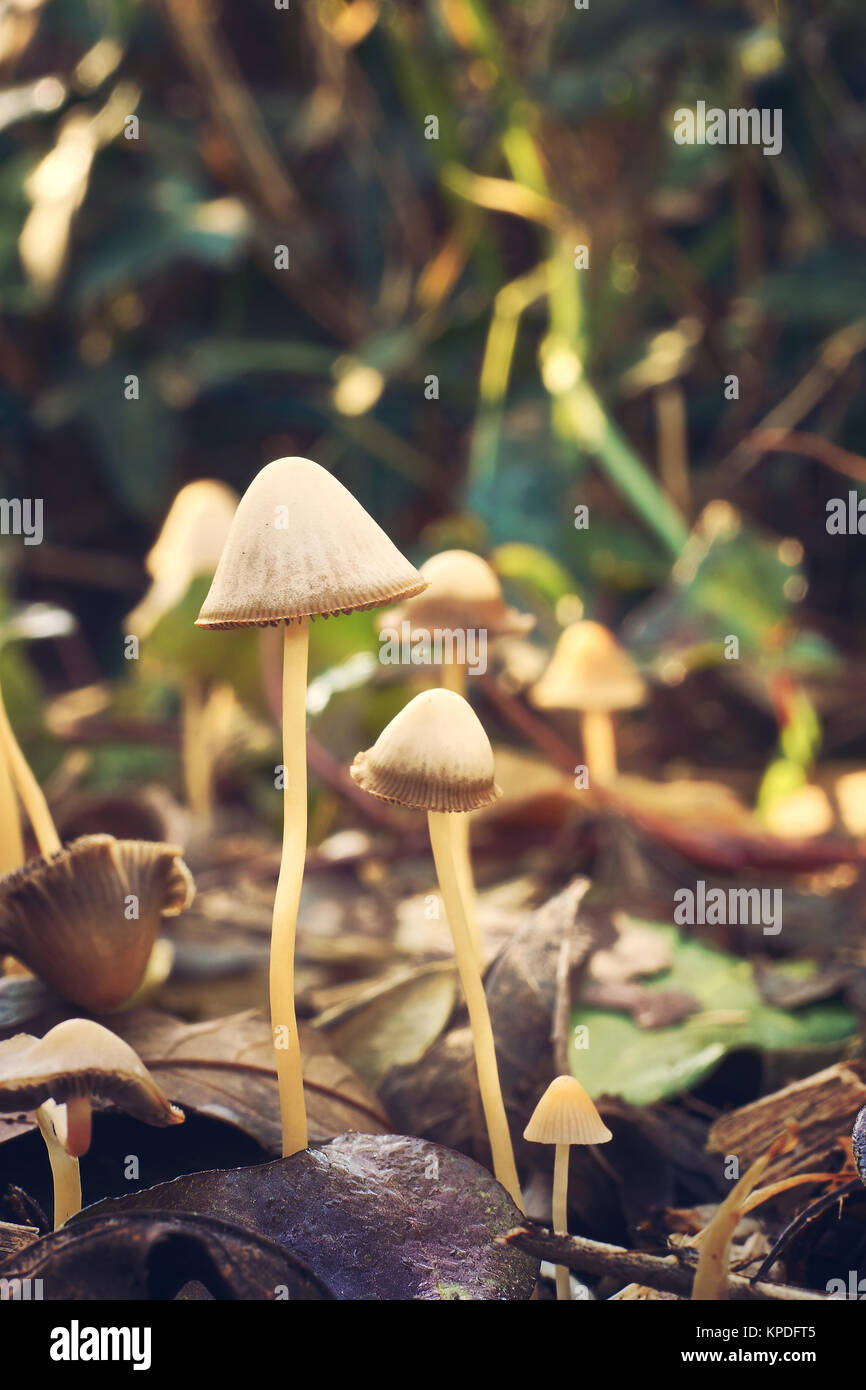 Les champignons en milieu naturel. Libre et la macro photographie. Banque D'Images