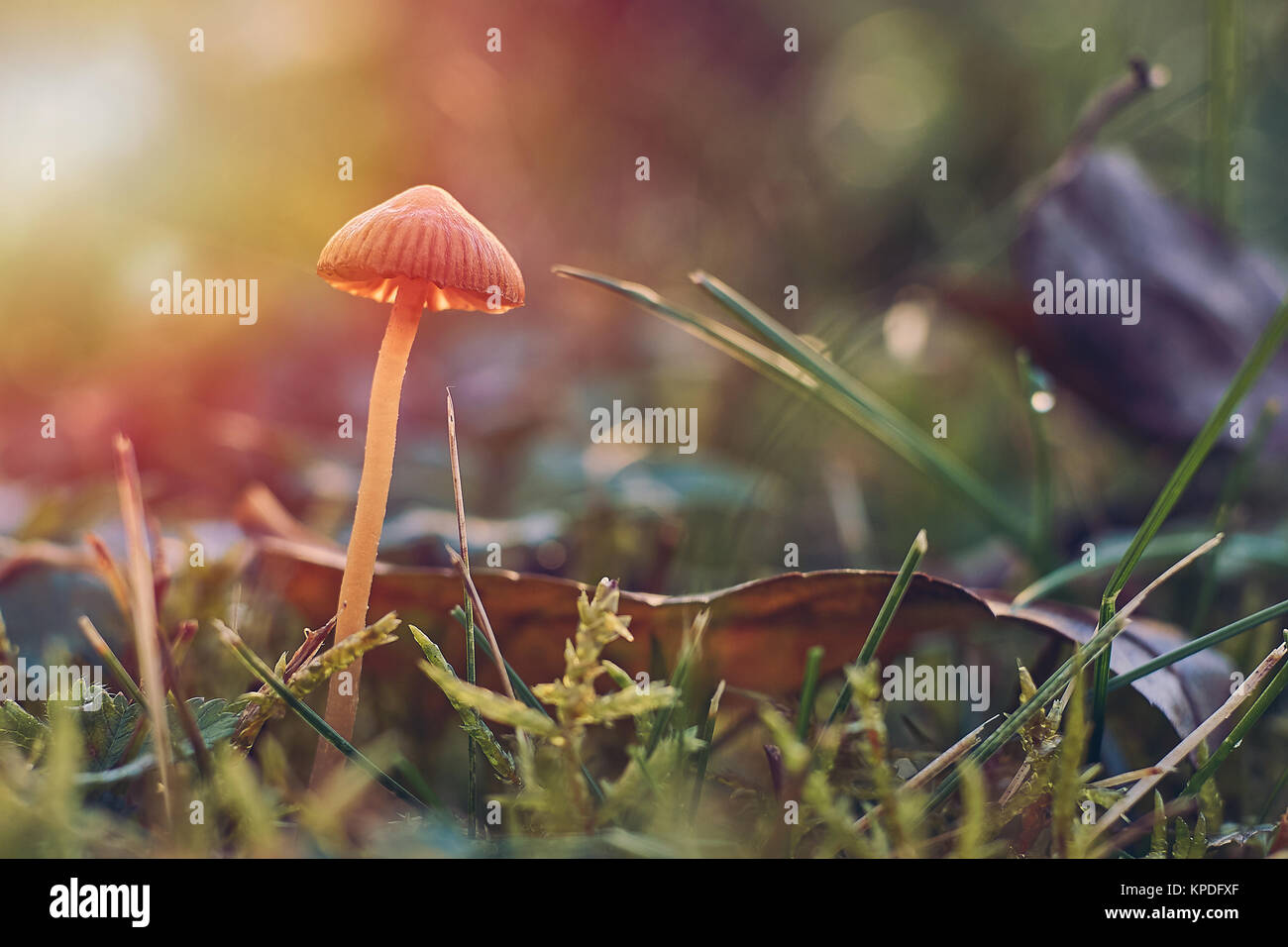 Les champignons en milieu naturel. Libre et la macro photographie. Banque D'Images