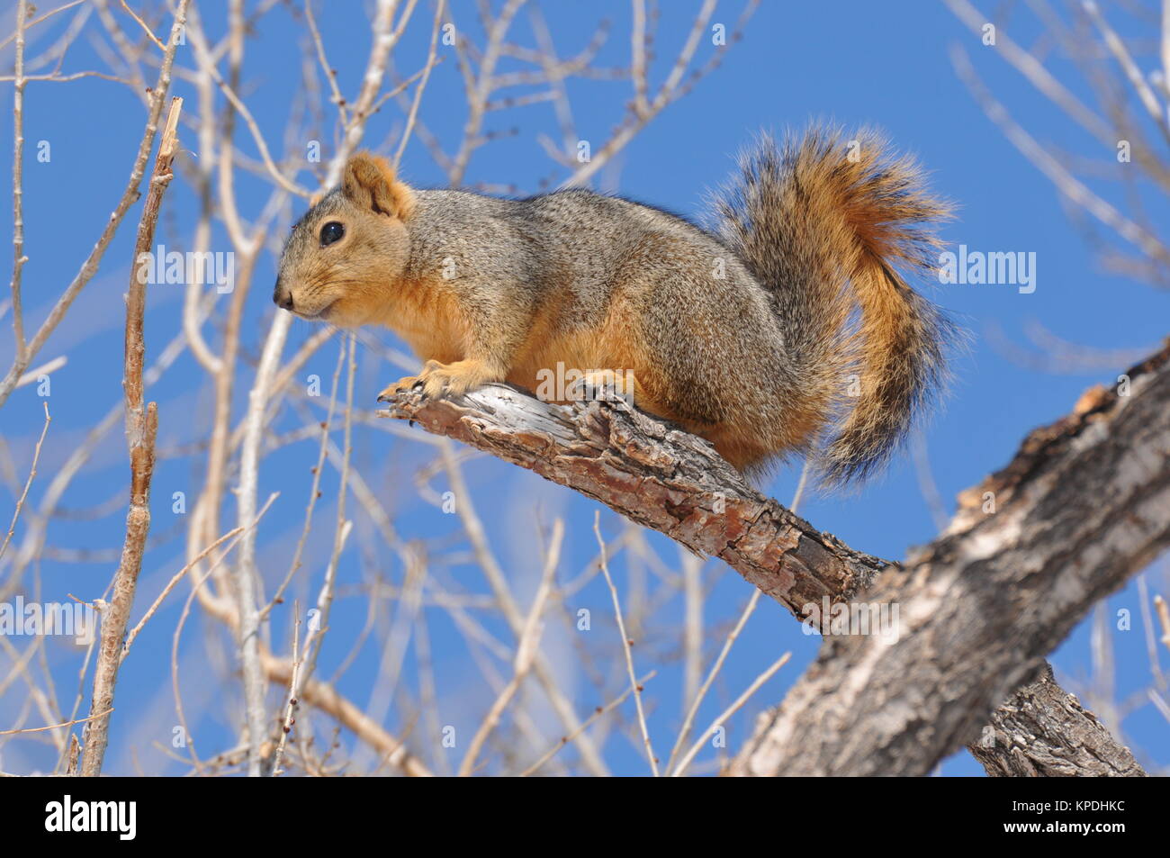Squirrel - prêt à sauter - un écureuil mignon s'apprête à sauter. Banque D'Images