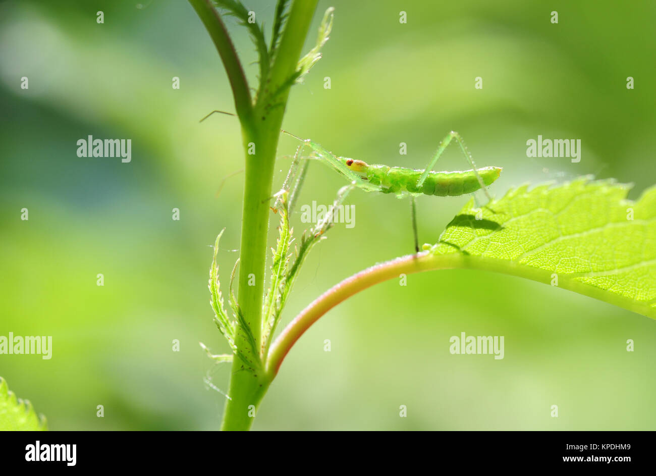 Se cacher en vert - Une vue rapprochée d'un jeune insecte vert caché dans une plante verte Banque D'Images