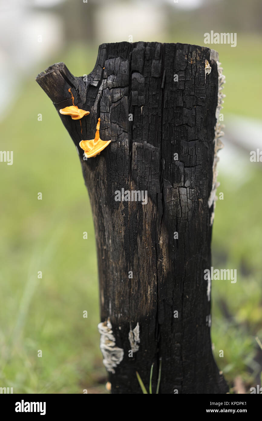 Paysage australien Burnt Black Stump champignons avec support Banque D'Images